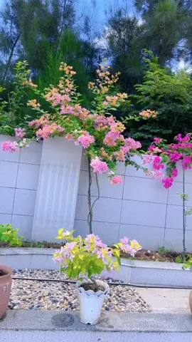 Màu rất đẹp #sasimgarden #hoagiay #hoagiaydep #mehoagiay 