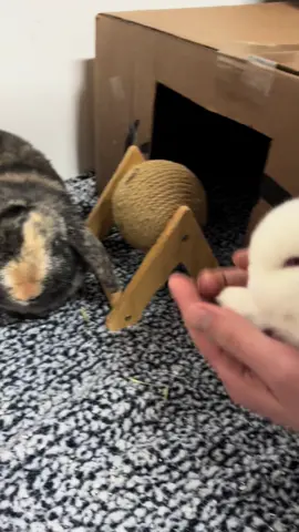 Say hi Mommy! #bunny #rabbitsoftiktok #fyp #hollandlop #snickers #babiesoftiktok 