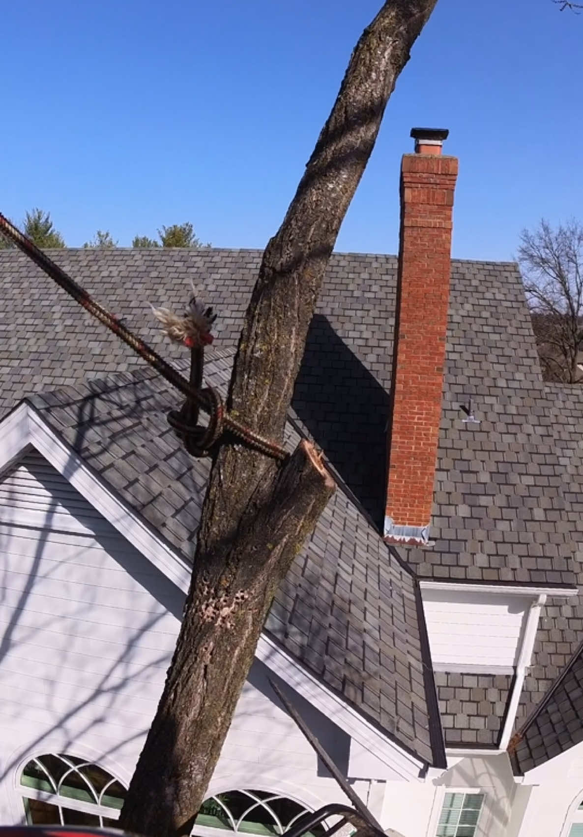 #arbortec #treework 🤙🏼🌳🌲