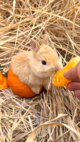 #rabbit #cute 