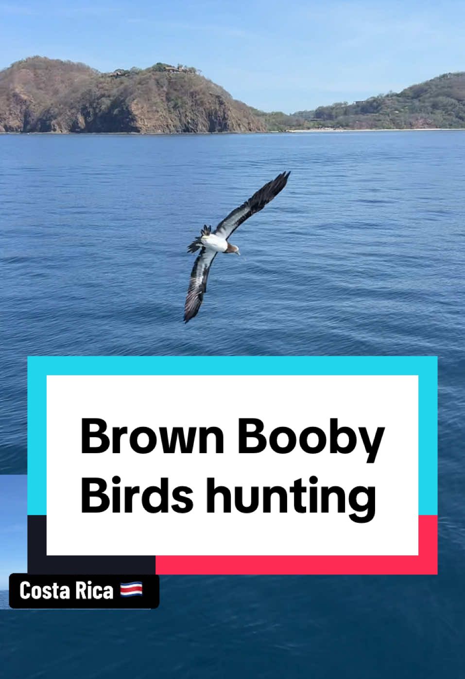 #birdsoftiktok #brownbooby #divingbirds #costarica🇨🇷 #wholesome 