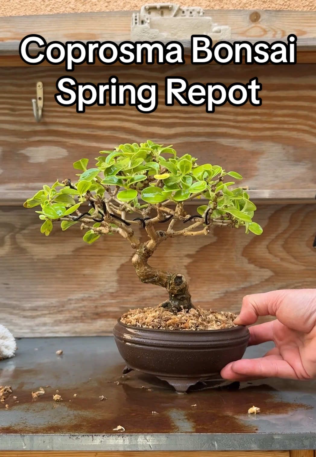 Bonsai repotting tutorial #bonsai #bonsaitok #bonsaitree #howto #howtobonsai #garden #nature #calm 