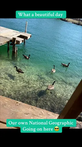 Water was so clear today sitting on our deck today watching the Canadian Geese so close to us #canadiangeese #canadagoose #fyp #fypシ゚ #niagarafalls #mothernature #clearwater #riverlife #mum #springweather #beautiful #trendingvideo #boat #marinelife #boatlife 