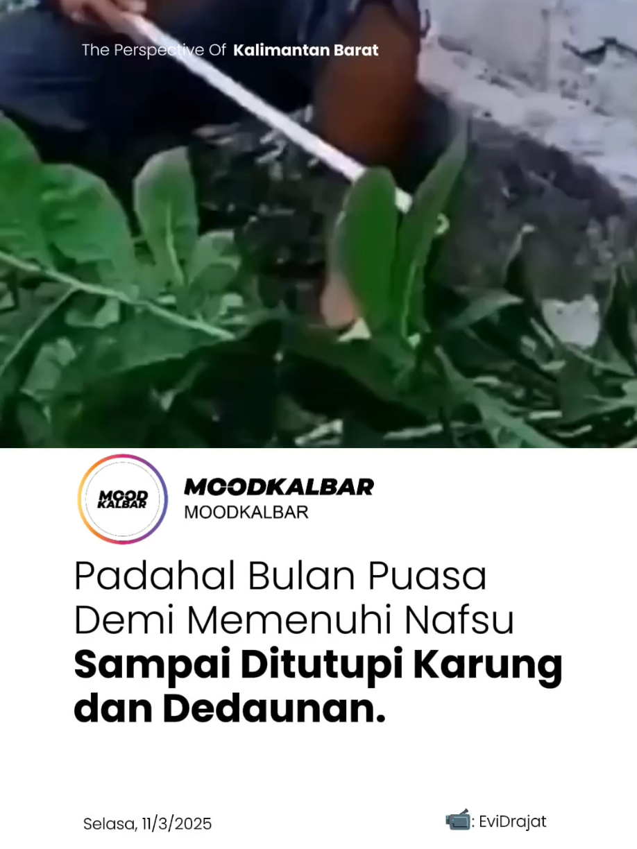 Sampai-sampai ditutupi dedaunan dan karung 😭 #hiburan #lucu #moodkalbar