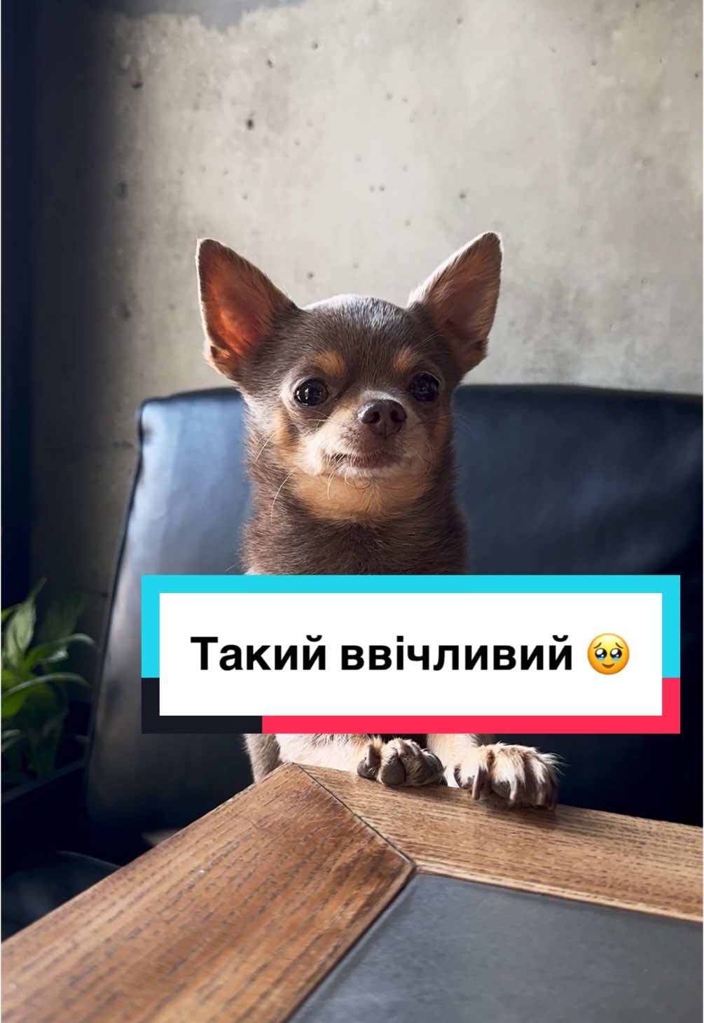Потрібно малому дати смачного. Що скажете? 