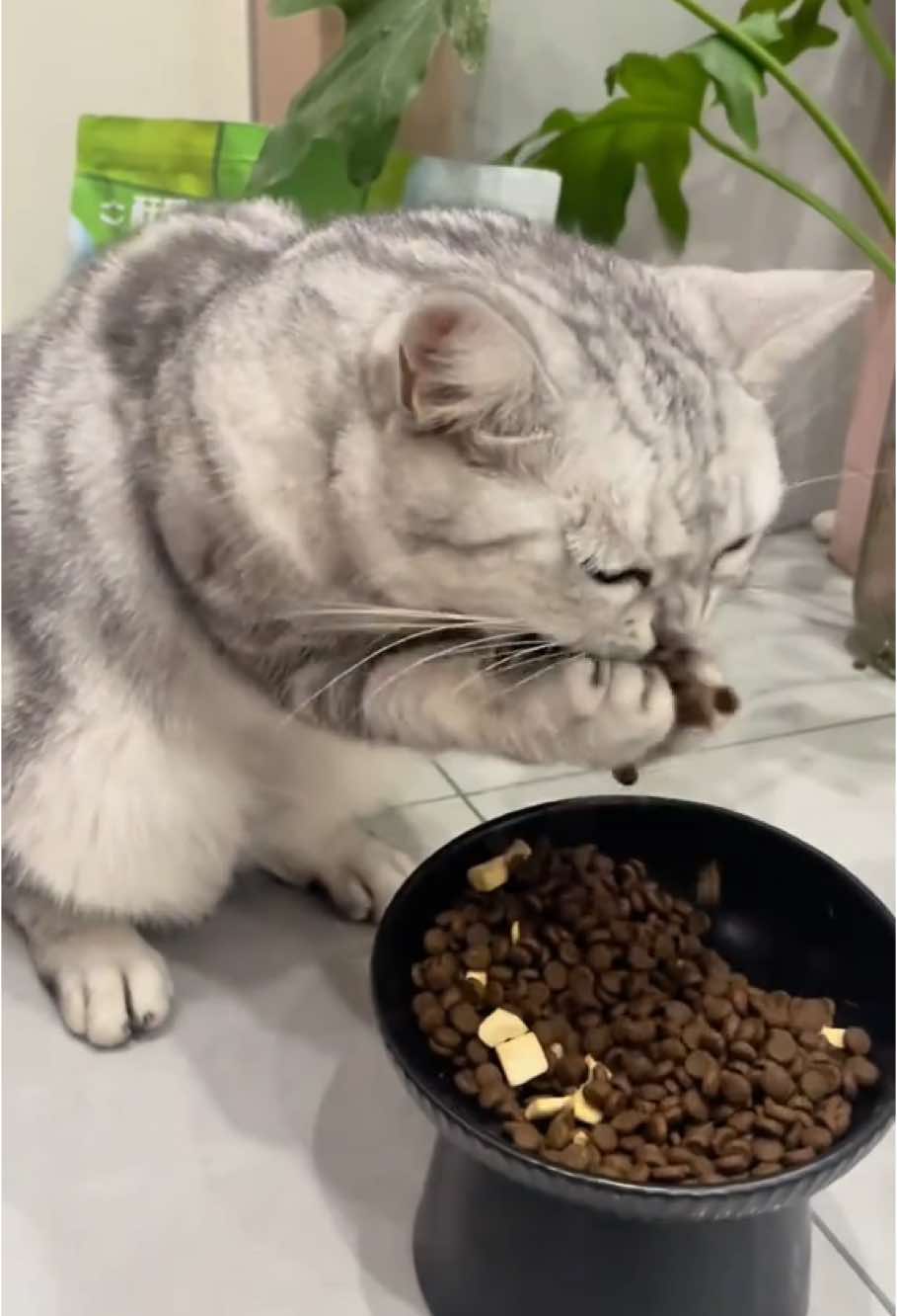 My cat always eats with her hands😂#cat #eating #interesting 