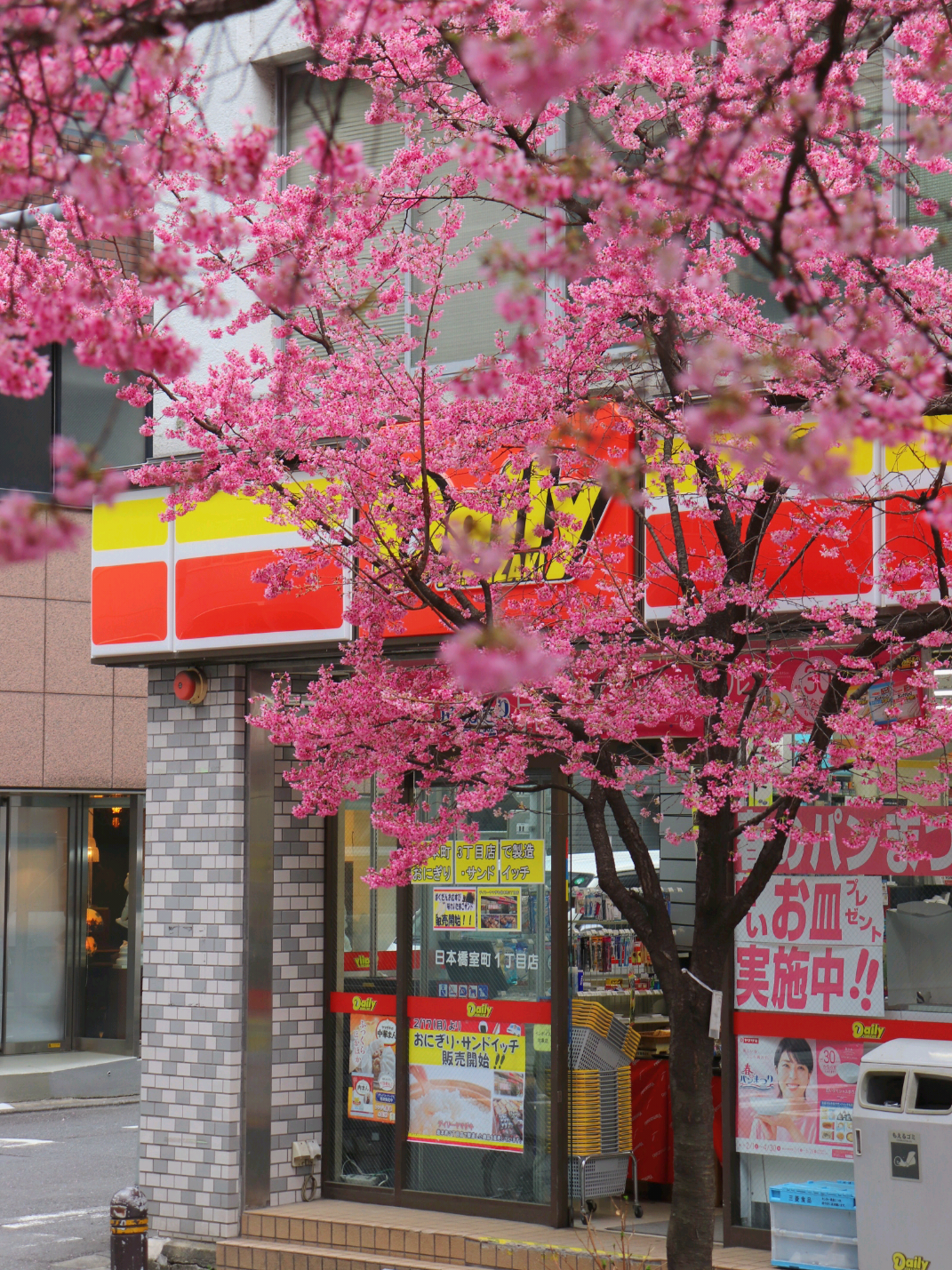 Tokyo in pink, 2025 édition dans le quartier de Nihonbashi 😻🌸💕 #japantrip #japantiktok #springvibes #sakura2025 #sakura #japandailies #tokyo 