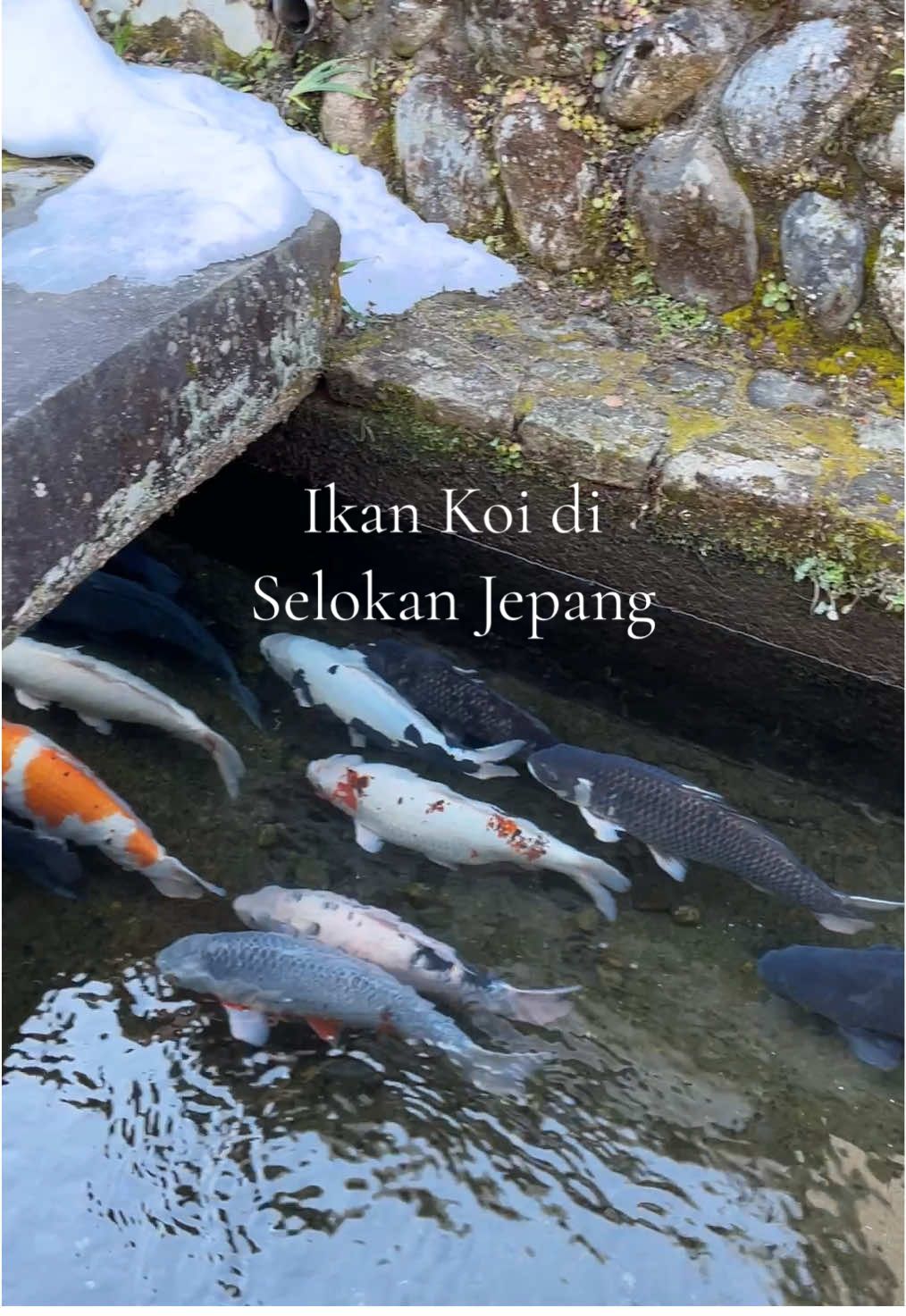 Japanese Koi in the water drain. Couldn’t believe that I proved it myself that the gutters are that clean. #japan #japantrip 