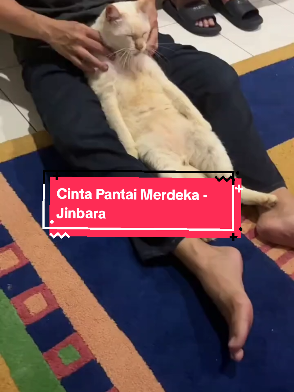 kalau pakai baju mermaid tema raya cun tak? #jiwang #kucing #fyp #dailylife #catmeme #cat #kucingtiktok #lyrics #cute 