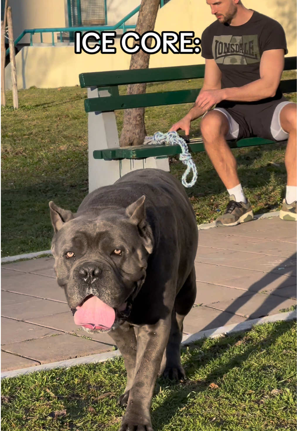 Ice core 🧊 #canecorso #foryou #fyp 