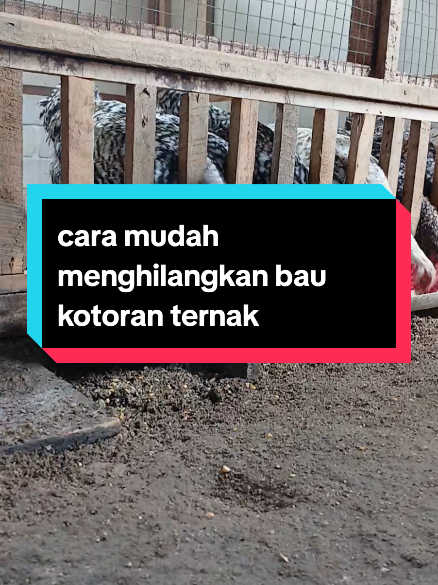 cara mudah menghilangkan  bau kotoran #sapi #ternak #ayam #kandang 