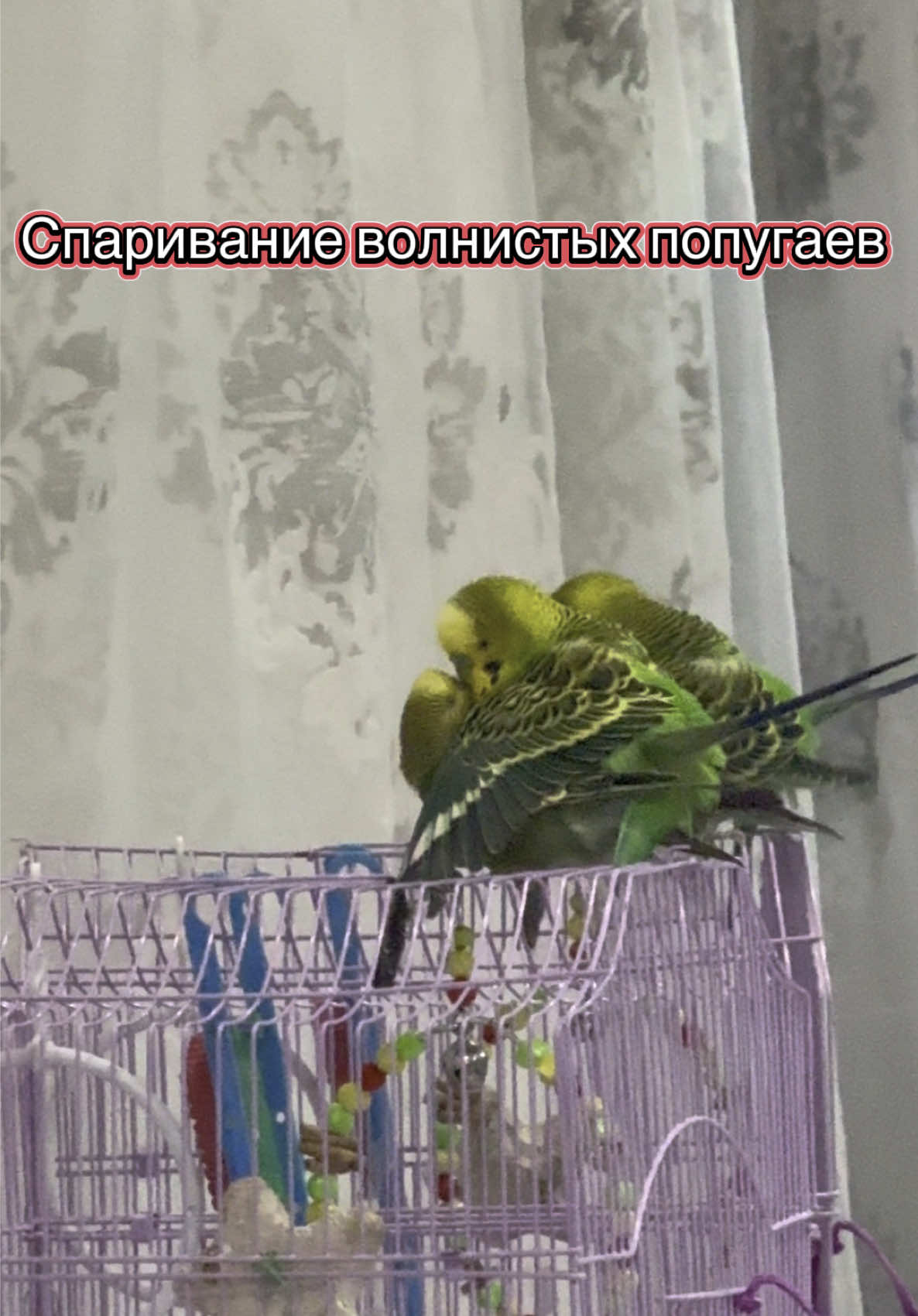 #рекомендации #волнистики #спариваниепопугаев 