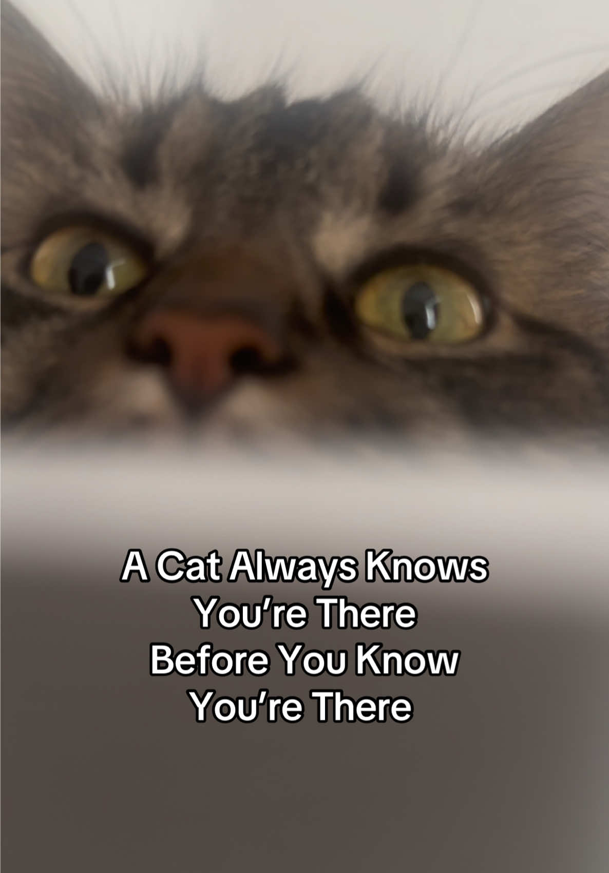 Always! 😂😸✨👀 #catsoftiktok #catlovers #catvideo #cattok #cutecat #familycat #fyp #petlover #PetsOfTikTok #foryoupagе 