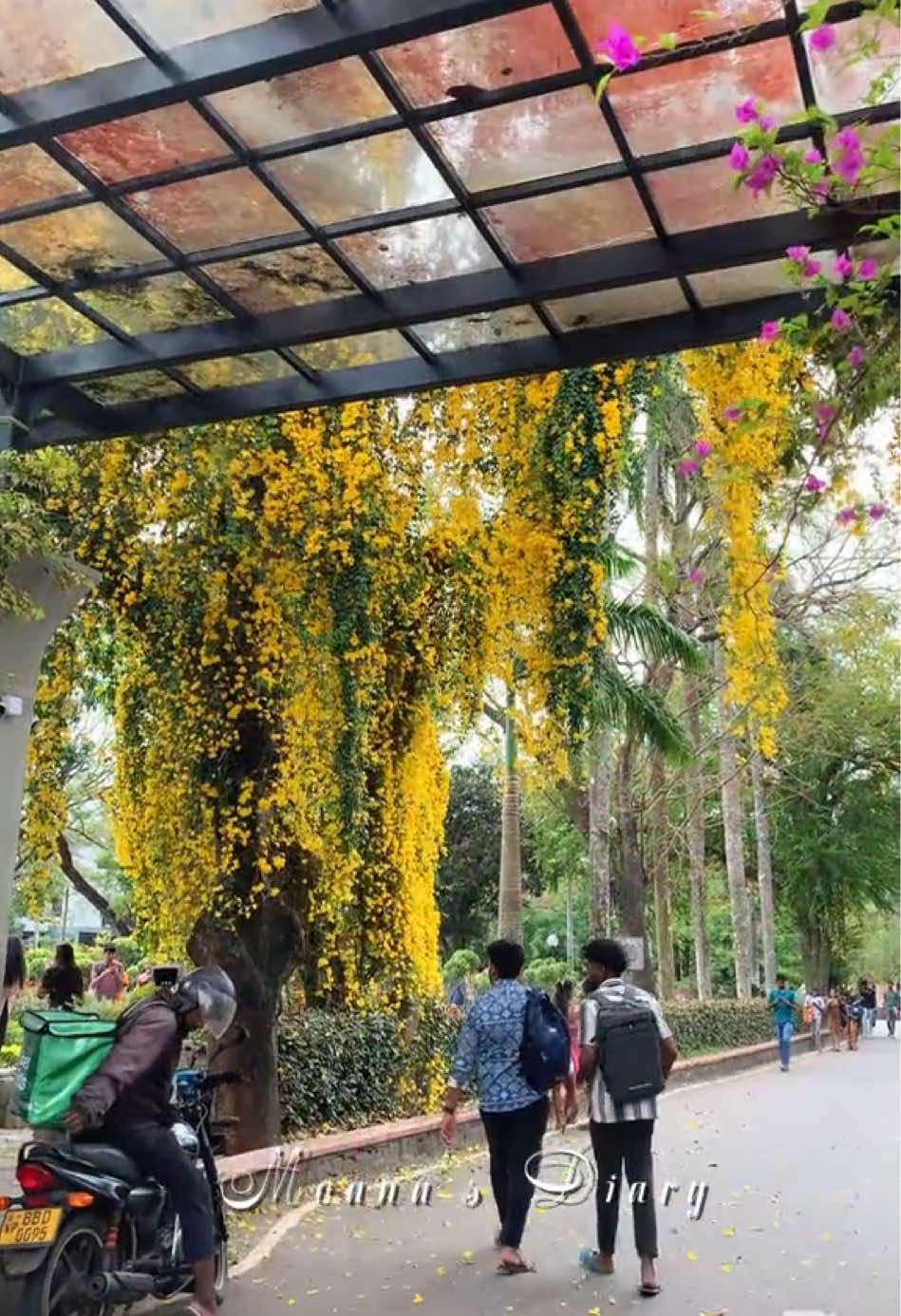 ජ'පුර වසන්තය 🌼🍂 #japura #foryoupage #blooming #university #campus #short #moana #tharu #beautiful 