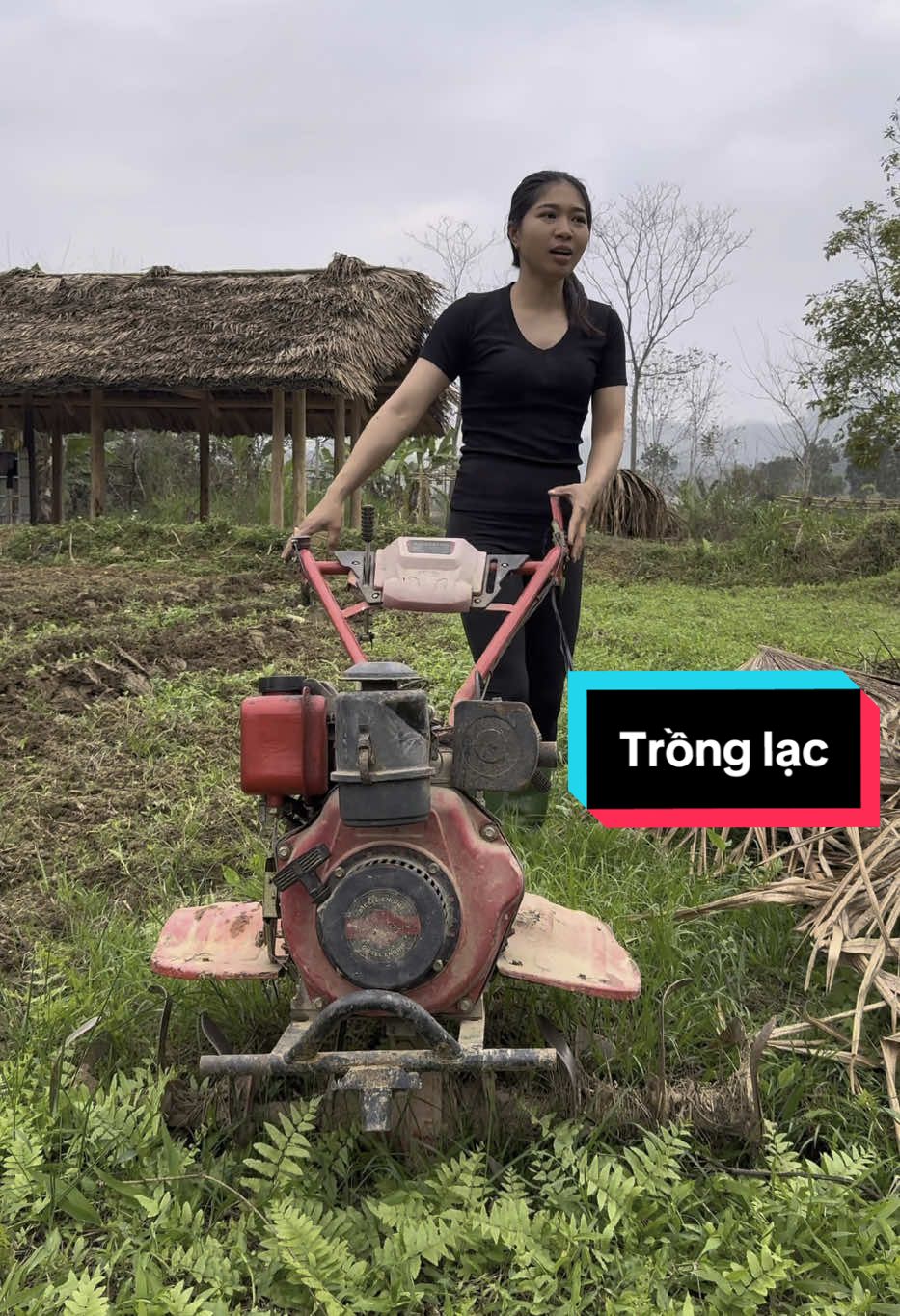 Khám phá quy trình trồng lạc tại ruộng cùng Tuyên nhé. Hành trình xây dựng cuộc sống bình yên #xuhuong #cuocsongthuongngay #binhyen #farm #lamvuon #cuocsonglangque #tuyenotrenban