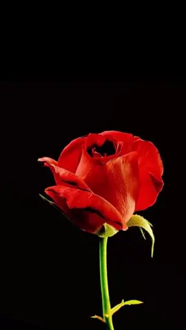 Flor desabrochando. #flowers #blessed #rosa #motivation 