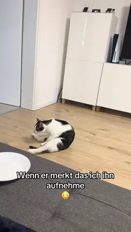 #tommy_derkater 