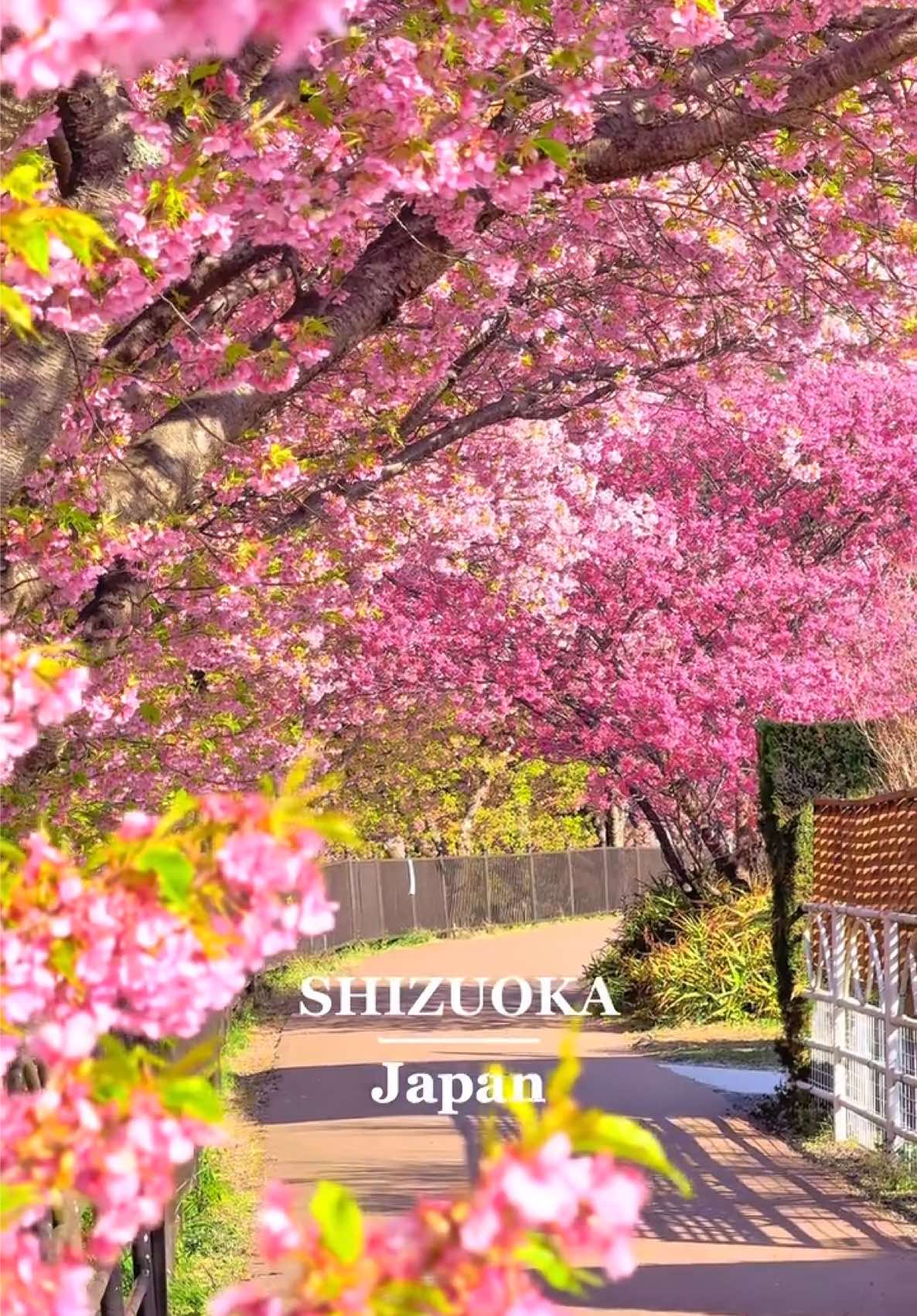 まだ見頃！河津桜発見の地🌸✨️ 📍Kawazu Town / Shizuoka🇯🇵 🗾 河津町 ここは有名すぎるので説明不要かと思いますが、説明します😂 河津桜は2月上旬から開花しはじめる早咲きの桜で、ここ河津町で1972年に発見されました🌸✨️ 河津川沿いには約850本もの桜が咲き、全体でなんと約8,000本の桜が咲いています😳 あまりの美しさに撮影やめようかと思いましたよꉂ🤭 This place is so famous that I probably don't need to explain, but I will 😂 Kawazu cherry blossoms are early-blooming cherry trees that start blooming in early February, and were discovered here in Kawazu Town in 1972🌸✨️ There are about 850 cherry trees along the Kawazu River, and a total of about 8,000 cherry trees in bloom😳 It was so beautiful that I almost stopped taking picturesꉂ🤭 ✼••┈┈┈┈••✼••┈┈┈┈••✼ ✔🗓2025/ 3 / 10 ▪️Beautiful places in japan🇯🇵 ▪️Please check out➴⡱@matcha_film ▫️𝙲𝚊𝚖𝚎𝚛𝚊:  iPhone15promax  ✼••┈┈┈┈••✼••┈┈┈┈••✼ #japan #japan🇯🇵#japantravel #japantrip #anime #japangram #sakura #cherryblossoms #일본 #벚꽃 #kawazuzakura #kawazutown #shizuoka #spring #sakura🌸 #beautifuljapan #traveljapan #tripjapan #japan #visitjapan  #河津桜まつり #河津 #河津町 #伊豆観光 #静岡観光 #静岡 #静岡県 #桜 #河津桜 #菜の花