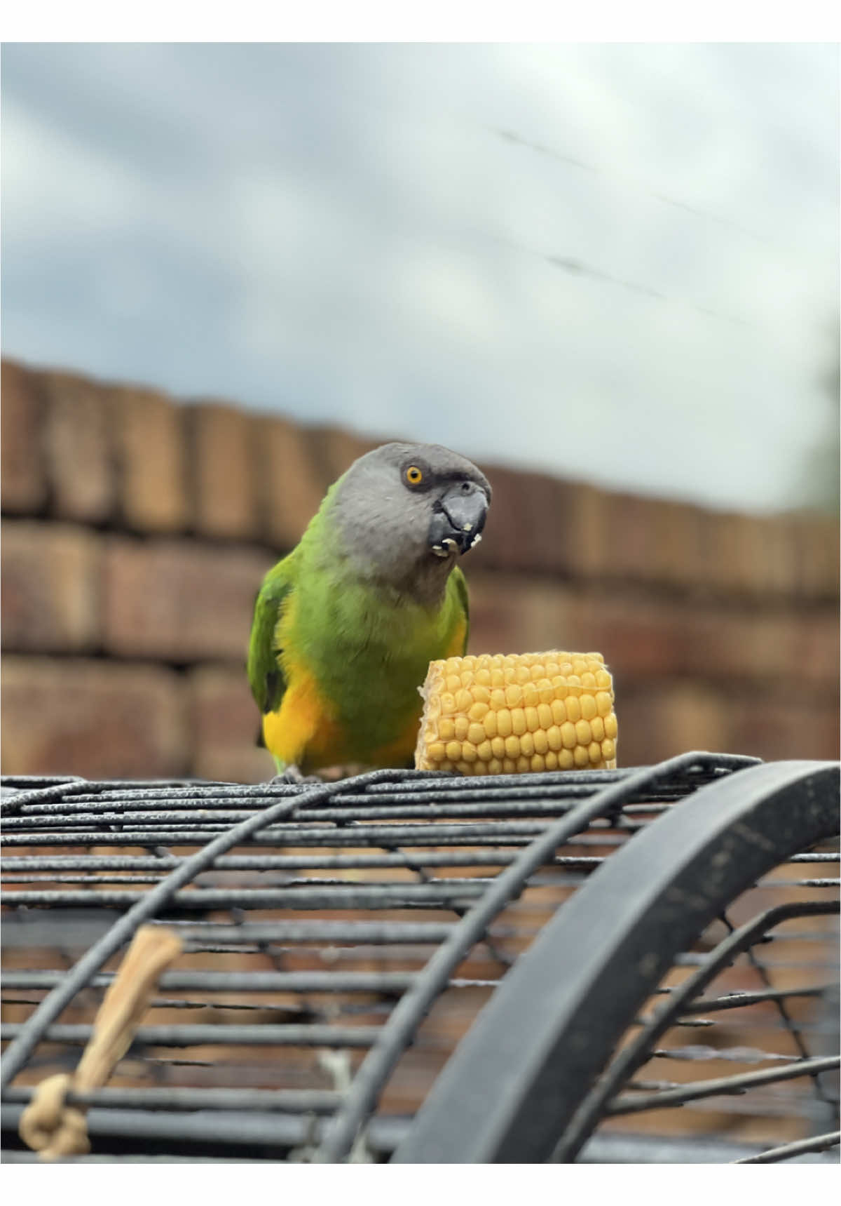 Charlie enjoying a juicy white grape and fresh corn outside on this cloudy afternoon.  *wings are cut and she is supervised 24/7. #senegalparrot #parrot #senegal 