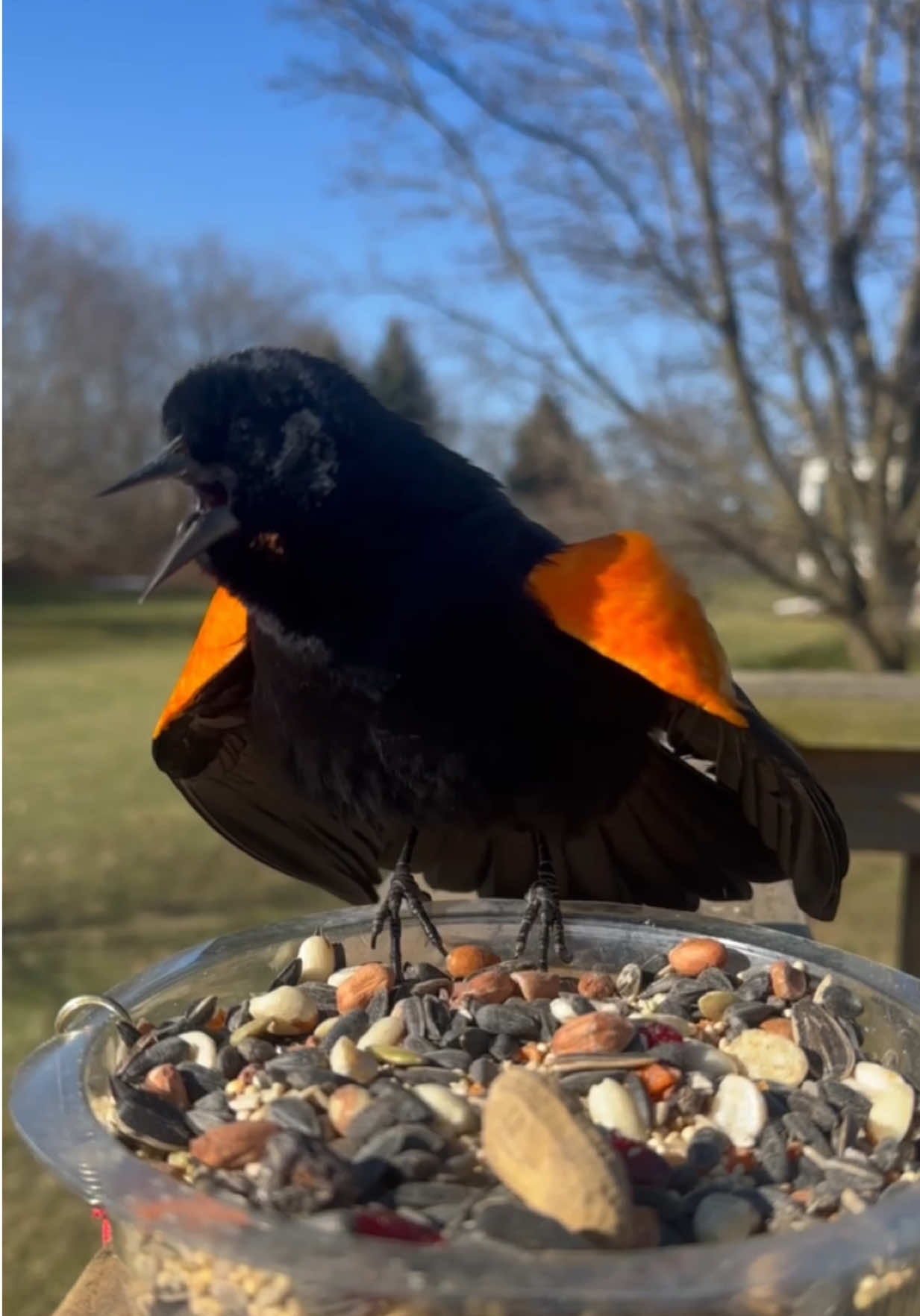 The red-wings are back for the season and I am SO excited to hear their calls every morning 🖤❤️🧡🐦‍⬛ #birds #birdwatching #birdfeeder #birdfeeding #wildbirds #bird #birding #birdslove #squirrel #squirreltok #birdtok #wildbird 