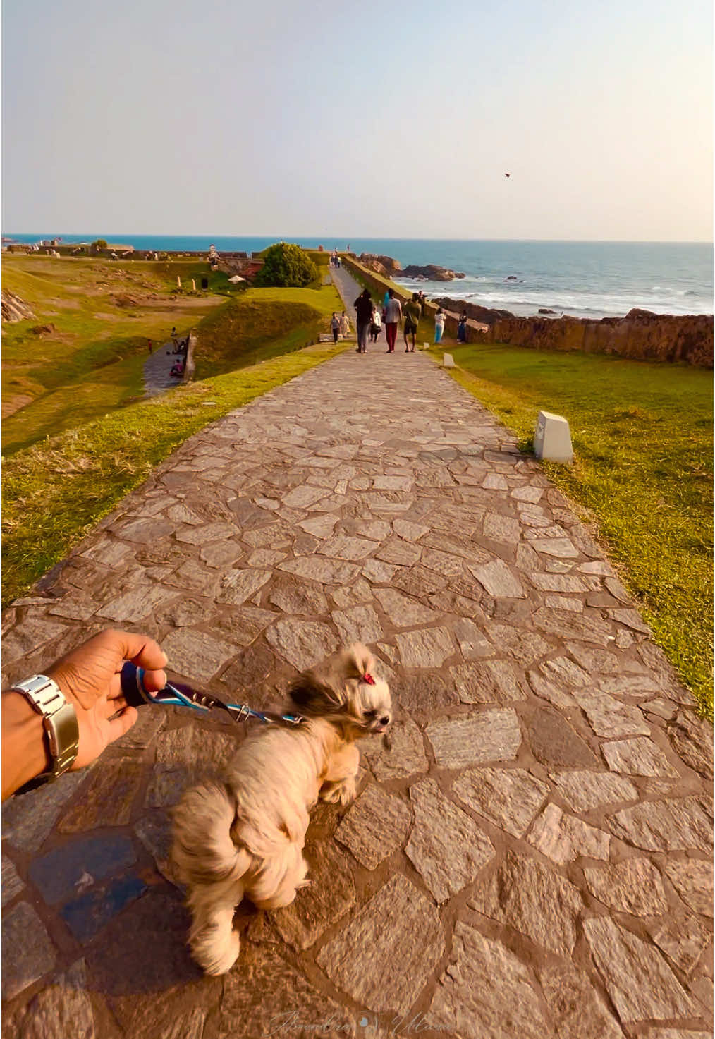 වස්සානේ මහවැසි වැටුණා..🐶✨ #srilanka #artworldlk #gallefort #galle #travel #evening #travel #tiktok #viral #foryou #foryoupage #fyp #fypviralシ #place #beautiful #alone #Love #dog #dogsoftiktok #trending #trendingsong #downsouth #travelsrilanka #visitsrilanka #nethusaluna #amendraudara 