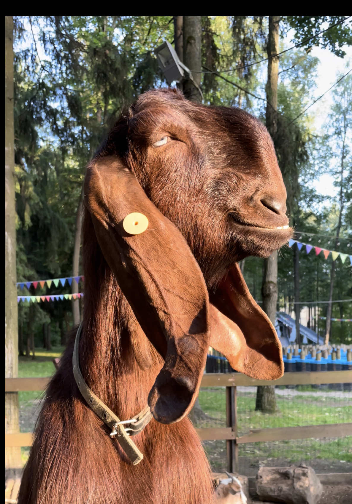 🐐 . . .  #fannyanimals #animals #goat #неопознанныйобъект #козел #горныйкозел #грузин #дамасскаякоза #шами #Damascusgoat