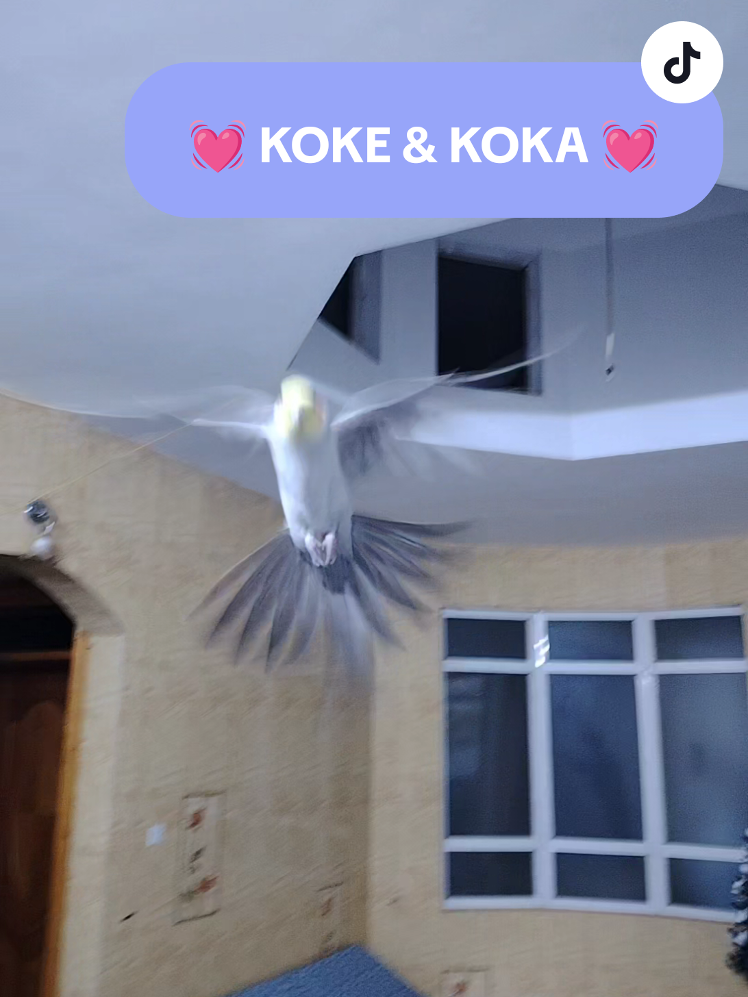 طيران كوكي وكوكه KOKE & KOKA #explore #حلال #الزاجل_عشق_لاينتهي❤️🕊️؛ #لوت #petparrot #طيور #fyp #foryou #ببغاوات #cockatil #bird #كروان #parrot #foryoupage #viral #trending 