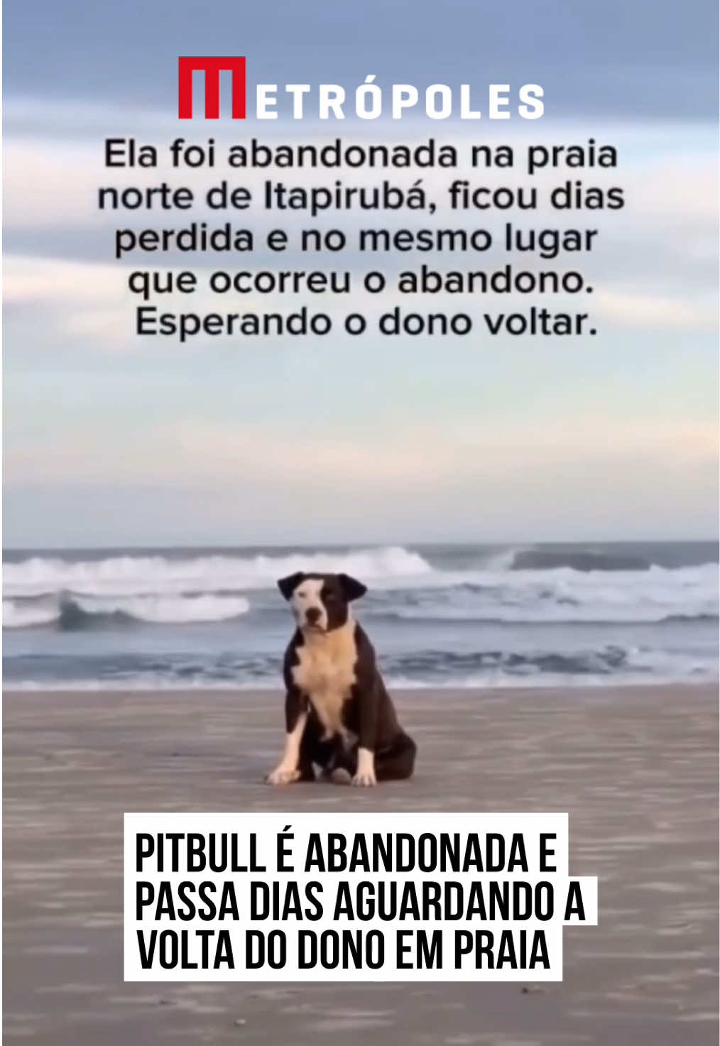 😢❤️🐶  Uma cachorra foi flagrada sozinha, aguardando o próprio dono após ser abandonada em #Itapirubá, em #Imbituba, no Litoral Sul de #SantaCatarina. A pitbull, chamada de Luna, foi resgatada por moradores e um instituto de animais local. Após o #resgate, ela foi adotada por uma nova #família.  O caso aconteceu no início de fevereiro deste ano, mas ganhou notoriedade nos últimos dias. Nas redes sociais, o Instituto Patinhas Unidas, que atende no Sul do Estado, anunciou que a cachorrinha havia sido encontrada. “Esperando o dono voltar. Muito medrosa, não aceita carinho e fica com rabo entre as pernas, os cachorros da praia já tentaram avançar nela e ela foge. Teve filhotes recentemente”, diz a publicação. Segundo relatos, apesar de não haver provas concretas, indícios de comportamento do animal apontam para um possível abandono. Ainda na publicação, a instituição diz que os moradores que a resgataram trabalharam durante três dias para retomar a confiança de Luna. Após isso, a pitbull foi adotada por uma nova família, em Imbituba, no entanto os filhotes dela ainda não foram encontrados. #tiktoknotícias 📹 Instituto Patinhas Unidas