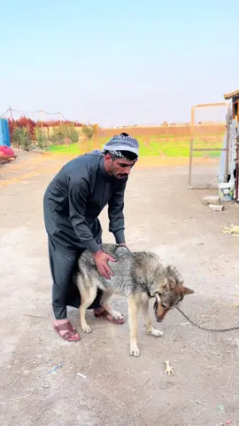 #مشاهير_تيك_توك #خيل_عربي_اصيل #ترند_تيك_توك #شيوخ_العراق #النجف_الأشرف_العشق_مالتي #ذكريات 
