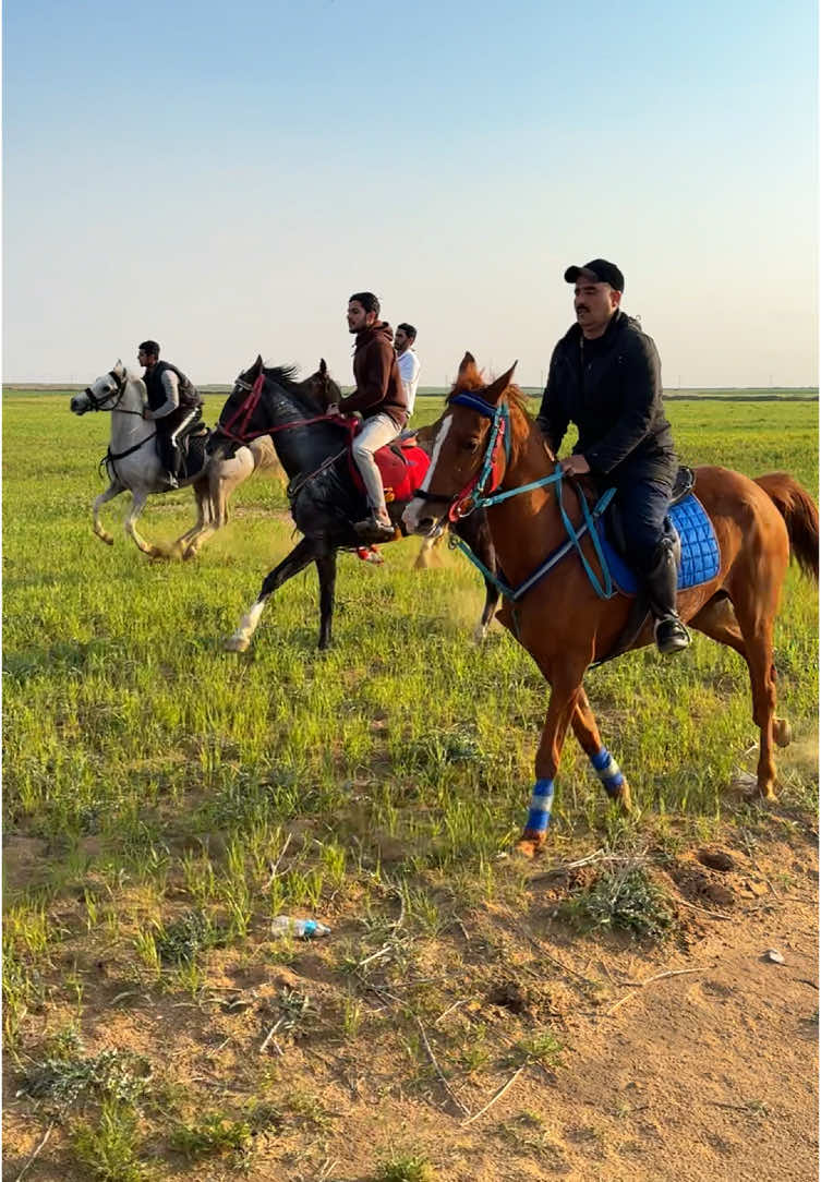 عصرية رمضانية على ضهور الجياد مع الاخوه الفرسان ♥️🐎. #ايمن_المجهد #خيل_وخياله🐎 #خيل_عربي 