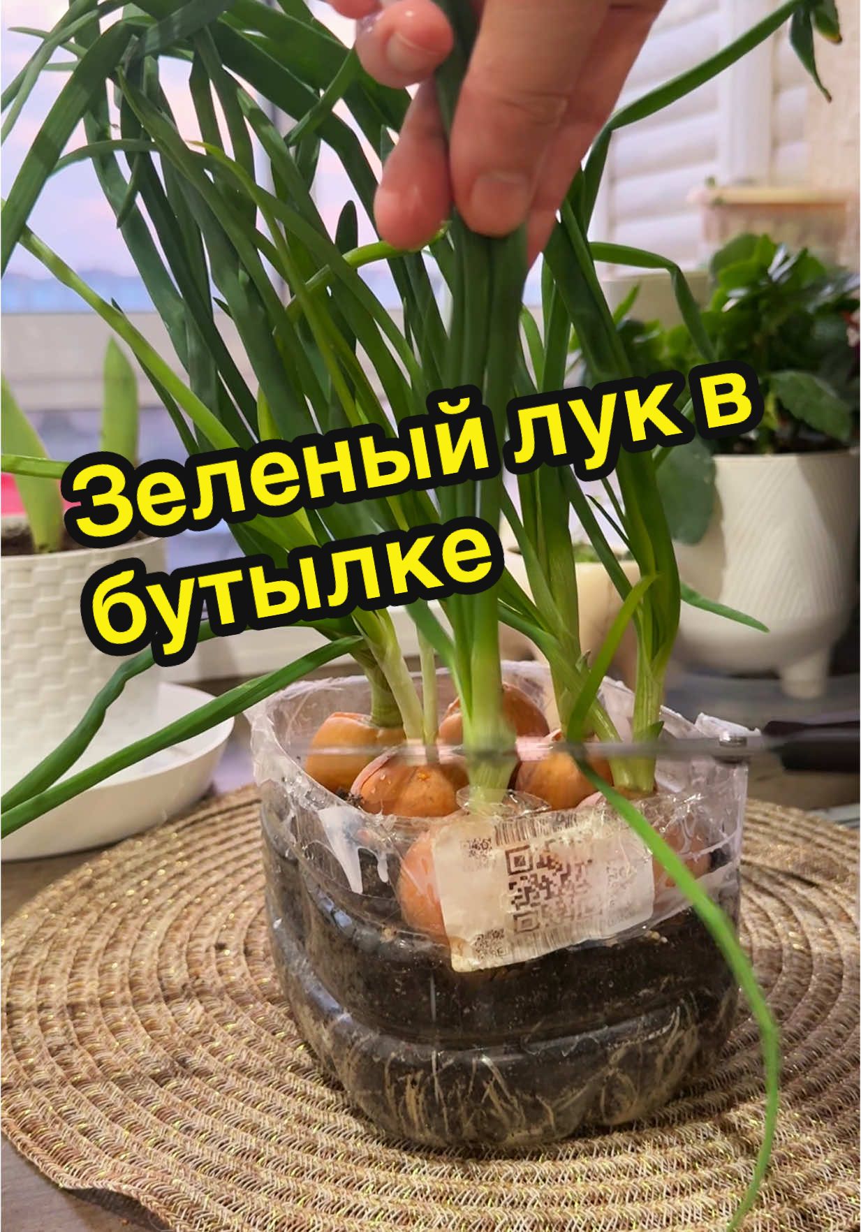 Всего за несколько дней вы сможете вырастить свежий зеленый лук прямо у себя дома! В этом видео я покажу, как использовать обычную пластиковую бутылку для создания мини-огорода. Это просто, экономно и полезно. Попробуйте сами — и у вас всегда будет свежая зелень под рукой! 🌱✨   #ЗеленыйЛук #ОгородДома #ЭкоЛайфхак #СвояЗелень #СадоводствоДляНовичков #ПолезныеСоветы