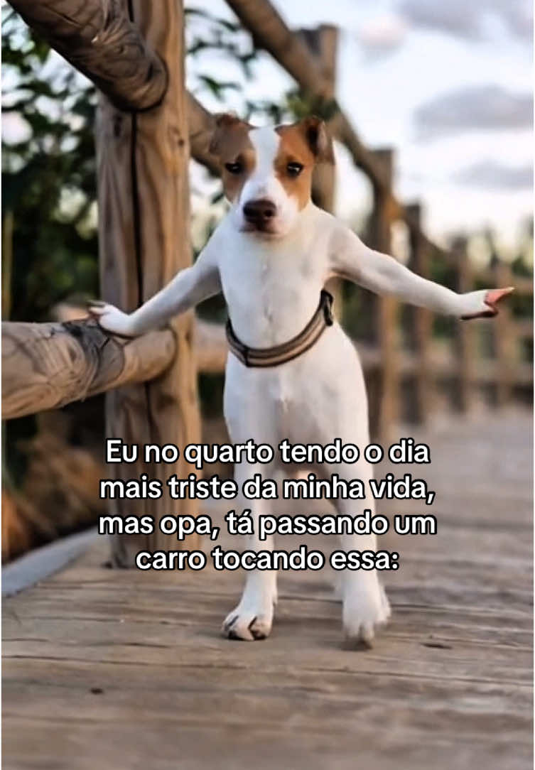 Me esperto na hora🥰 #trend #dog #tranding #pet #cachorro #humor #cachorrodançando #fyp #memestiktok #resenhadoarrocha 