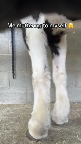 Oh my god, she’s soooooo fluffy!!! 🦄