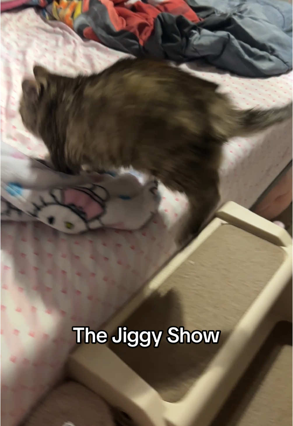 the SPRING on her is KILLING me who installed these springs on Jiggy 😭😭😭😹 #jiggysmalls #dwarfcat #jiggycat #viraltiktok #foryouuuu #fypシ 