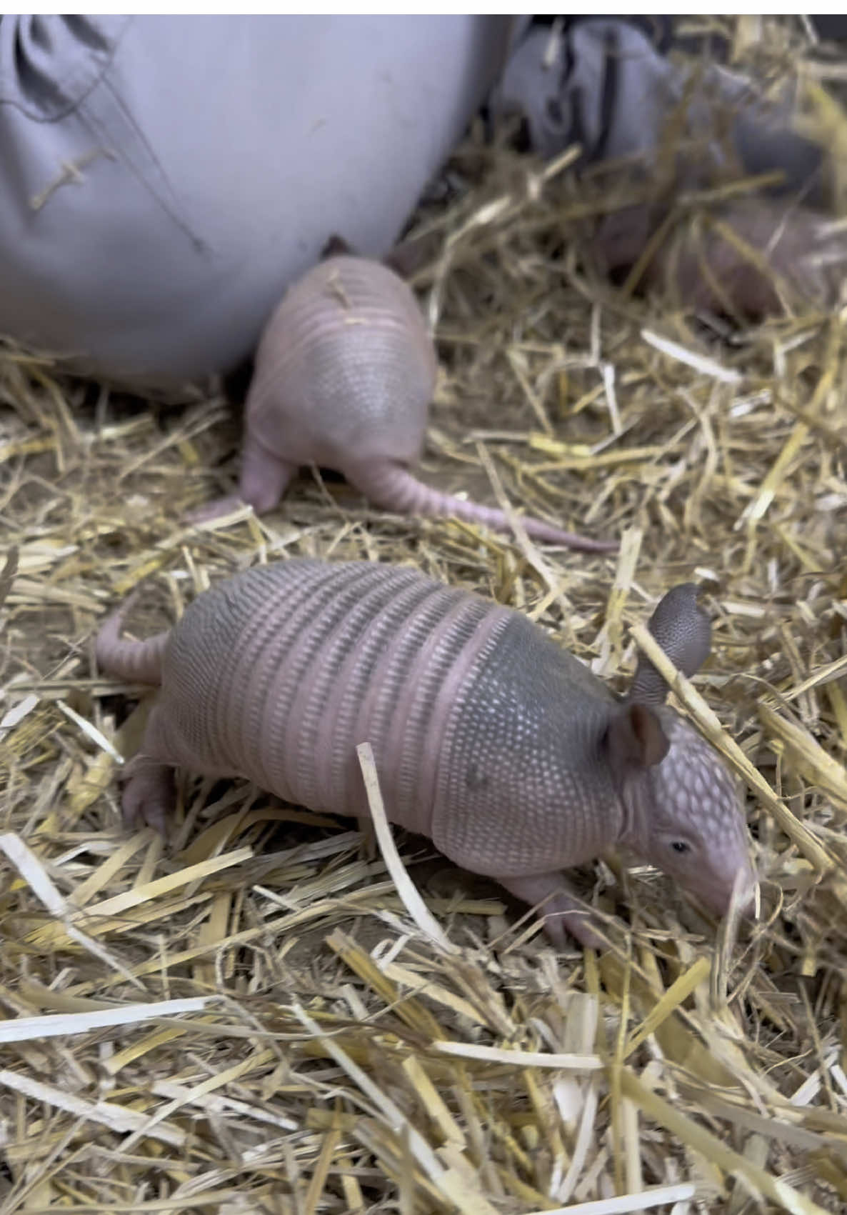 We are shell-abrating the arrival of Patsy’s identical quadruplet pups! 🥰  Patsy gave birth to 4 healthy female nine-banded armadillo pups on February 27th. Mom and babies are all doing well and bonding behind-the-scenes! #armadillos #armadillobabies #adorableanimals #cute #zoo #rwpzoo