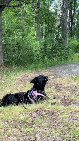 #dogsoftiktok #fyp #doggo #cutedog #dogtok 