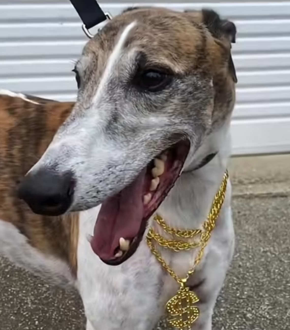 🥳A big Happy 1️⃣2️⃣th birthday to, FERNANDO BALE 🌟A star who consistently shines brighter and a legend who makes history on a daily basis.  💖 We love you, Nandy! 🤗 #fernandobale #happybirthday #greyhound #legend 