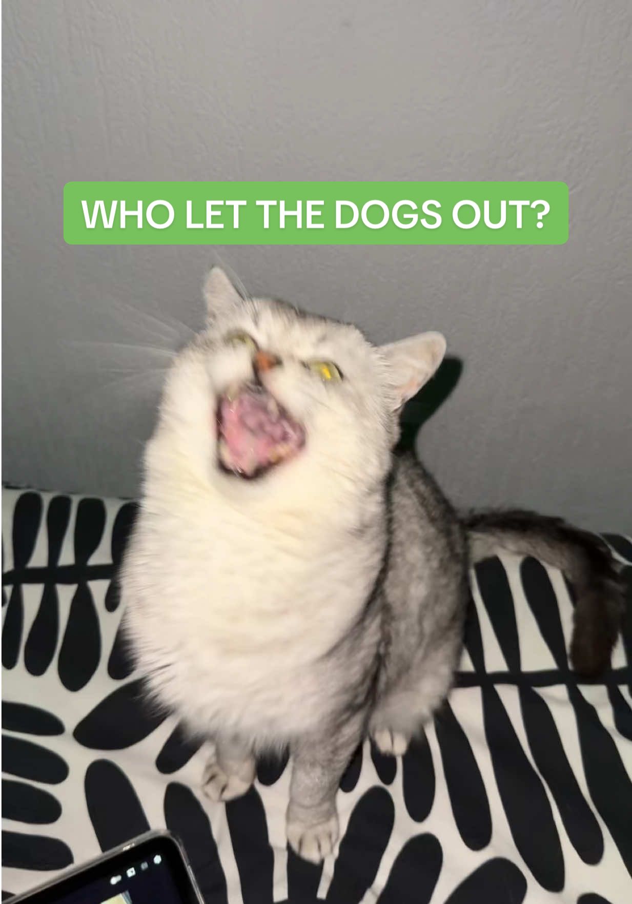 WHO LET THE DOGS OUT🤣 FT. BARKING CAT #CatsOfTikTok #WhoLetTheDogsOut #DeksyTheCat