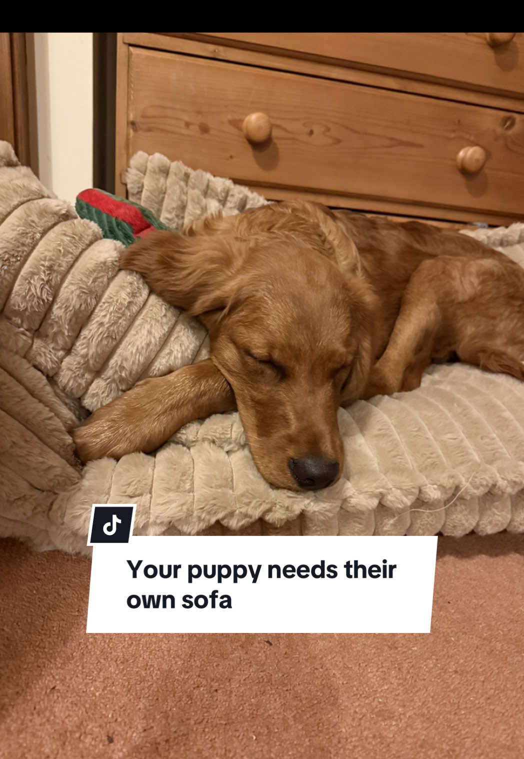 All dogs need their own sofa 💓 We have kindly been gifted this sofa bed from @FunnyFuzzy GB and I am very impressed with the quality. It is so soft and it even comes with its own pillow which Ronnie loves to hold whilst his falls asleep 🥺  We got size XL  Use ronniett30 for 30% at checkout to get one for your puppy  #funnyfuzzy#growinlove#LoveLooksLikeYellow #dogbed #sofabed #goldenretrieverpuppy 