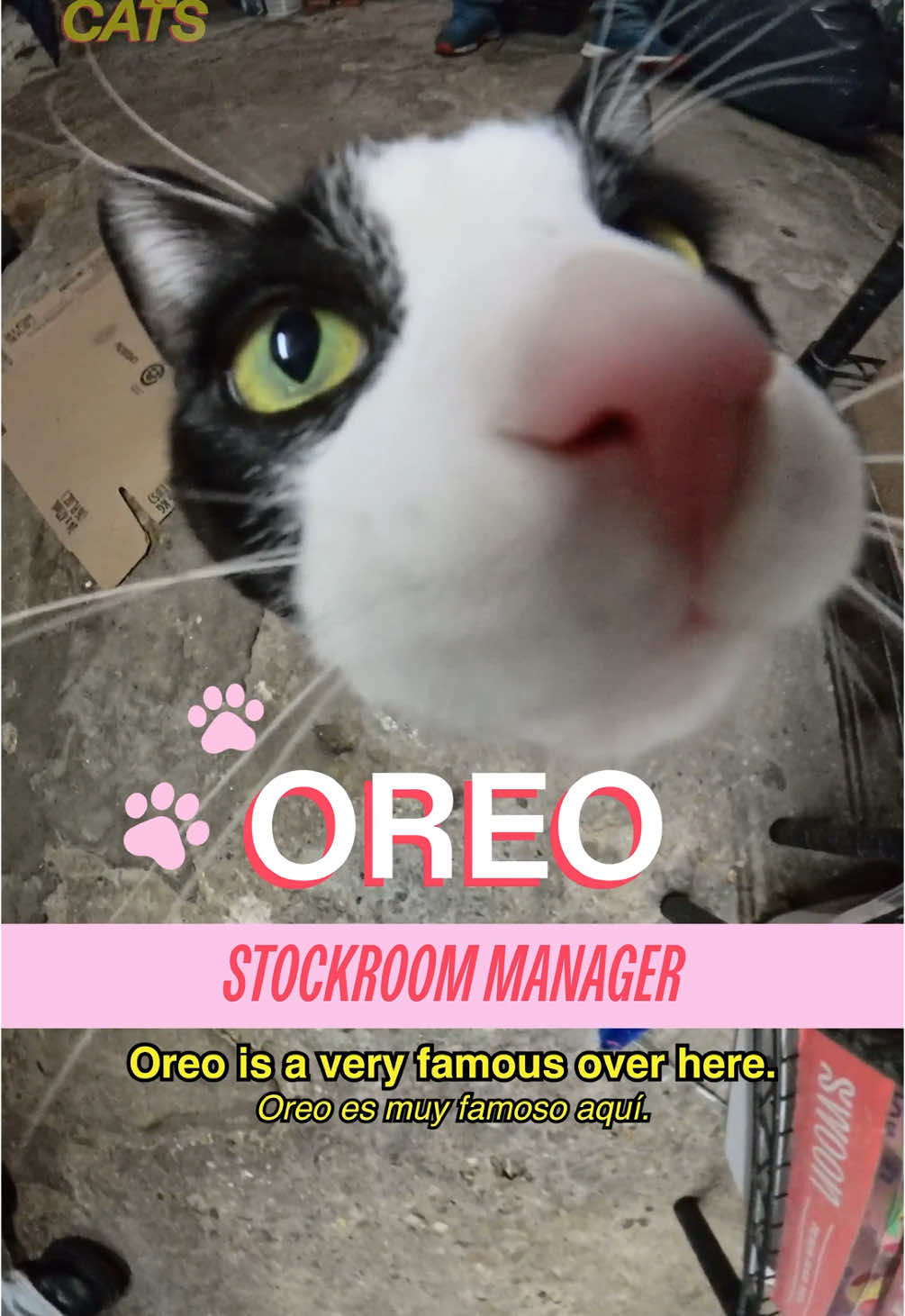 Meet Oreo in Hell’s Kitchen Host: @MICHELLADONNA  Producer/DP: Drew Rosenthal (@Be Happy For Once) Editors: Drew Rosenthal & Sean Fitzmaurice AE: Ryan Novak Translator: Sabrina Sanchez PA: Vivienne S A show by @madrealities.tv  #cat #shopcats #bodegacat#nyc #polydactyl