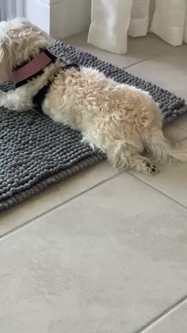 Lazy days…🐾💕 #fyp #dogtiktok #dogmom #maltipoo #dogsoftiktok #puppiesoftiktok #puppytiktok #maltipoosoftiktok #puppylife #girldog #cutestpuppy #viralpuppy #maltipoopuppy #loveher #bestie #chillin #lounging #tuesday 