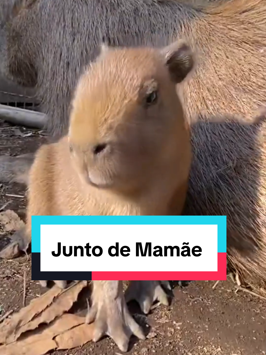 #capybara #capivara #kapivara #capybaralovers #capybaratiktok 