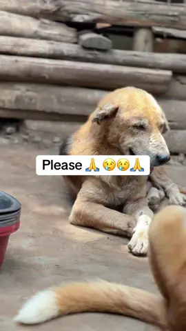 Hello my dear friends nice to meet you am Jonah from Jonah friend to dogs shelter 🐶🐕and am taking care of 21 dogs in my community and village which are mistreated and my dear friends am kindly requesting for your support and help please 🙏 because my dogs have spent two days without eating anything 😭😢😢#dogsoftiktok #EVERY @22:22 @nn9988 @айро 🧛🏻‍♀️ 