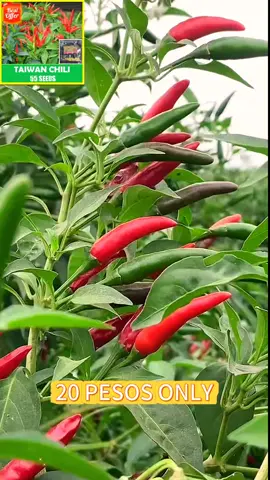Taiwan F1 chilli (labuyo) #taiwanfichili#labuyo #labuyoseeds #seeds#vegetableseeds #chilliseeds #chillies 