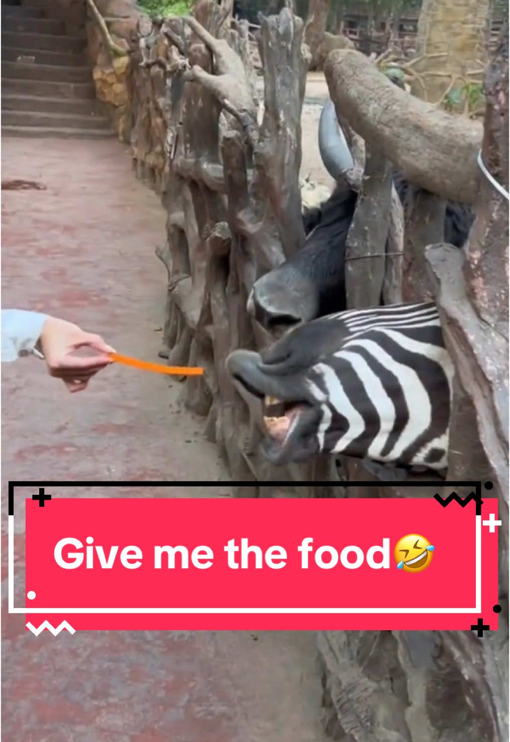 #funnyanimalsvideo #funnyvideos😂 #loveanimals #feedtheanimals#creatorsearchinsights2025 #funy 