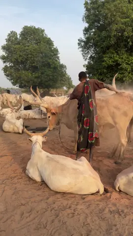 #cultural tours - mundari- South Sudan 🇸🇸 