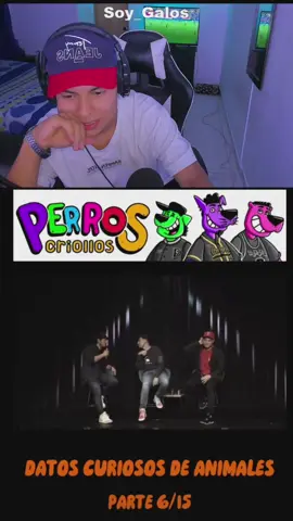 #perroscriollos #risa #lokillo #datoscuriosos #kickclips #Soy_galos 