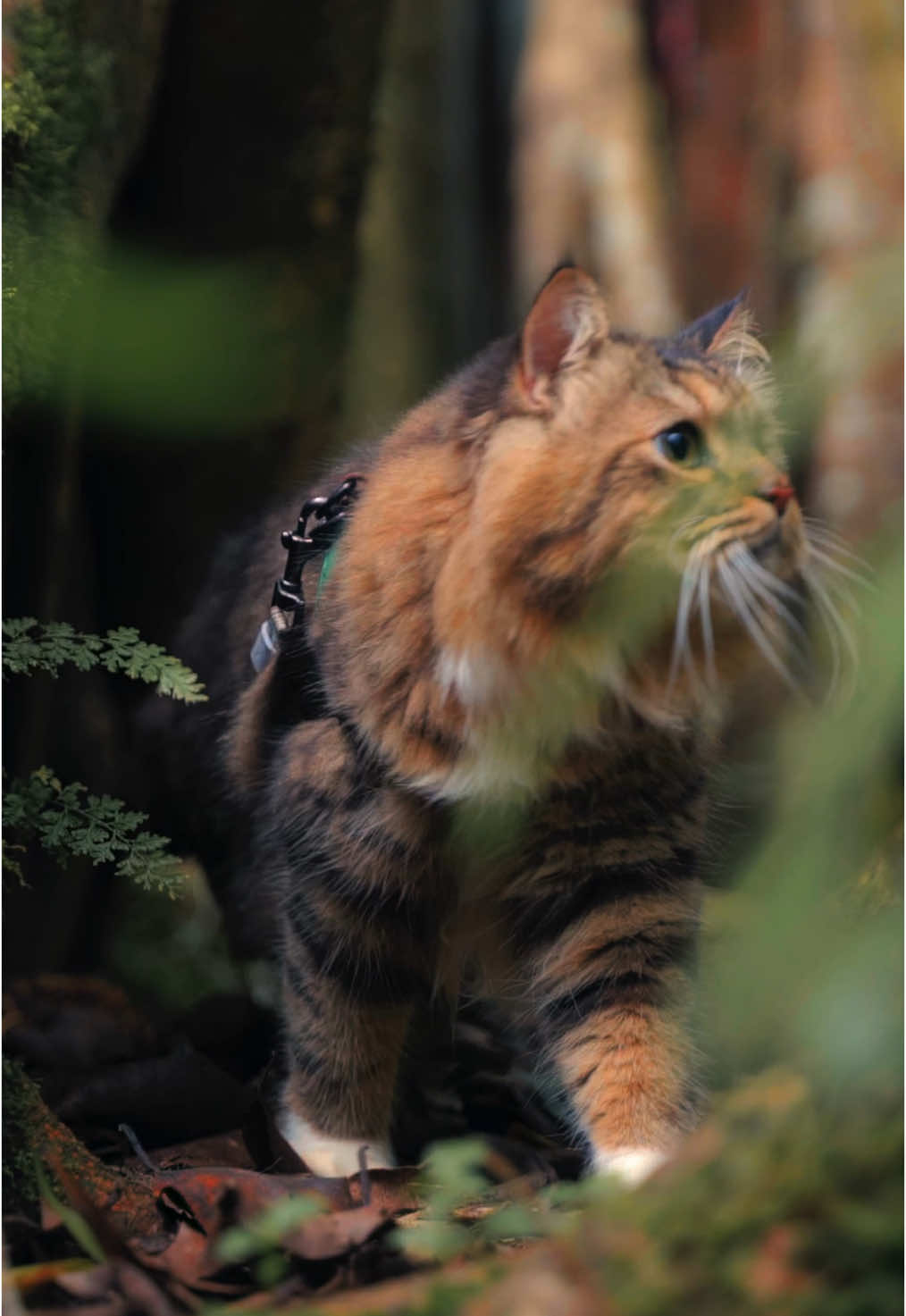 They said ‘just a cat video.’ I said, ‘this is Oscar-worthy content.🏆 😼 Double-tap if you respect the art of feline cinematography. #cinematic #cat #videography #natgeoanimals #catsoftiktok 