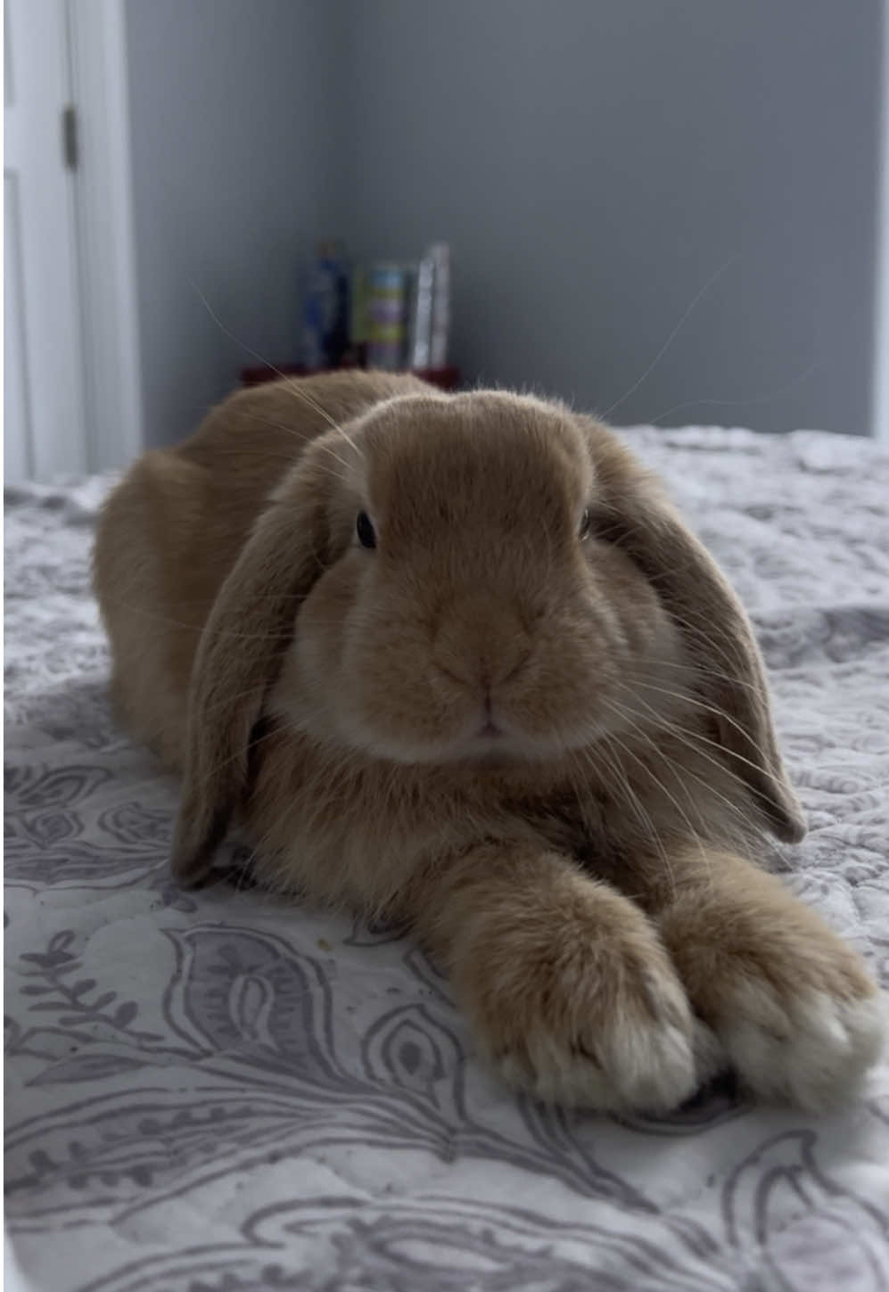 ✨✨✨ #bunnytok #bunnies #cutenessoverload #babybunny #fluffybunny #smallbunny #minilop #minilopbunny #minilopbunnies #minilopsoftiktok #minilops #miniloprabbit #rabbit #rabbitsoftiktok #bunny #fyp #fypシ #trending 