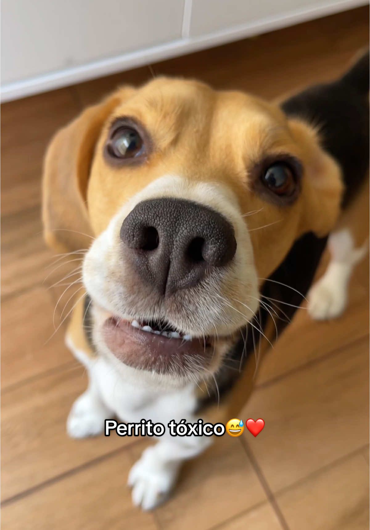 muuuy tóxico😂❤️ #perrostiktokers #beagle #beaglepuppy #perrosgraciosos #dogsoftiktok 